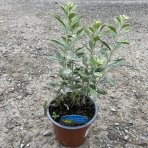 Perovskia (Perovskia atriplicifolia) ´SILVERY BLUE´® - kont. C2L